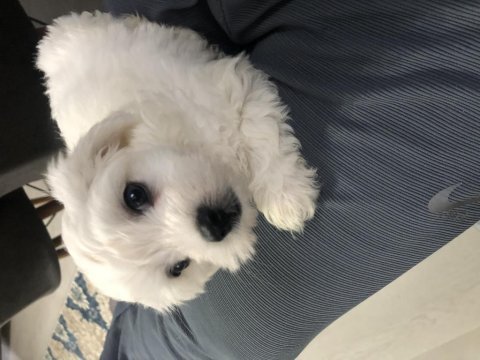2.5 aylık minik oyuncu erkek safkan maltese