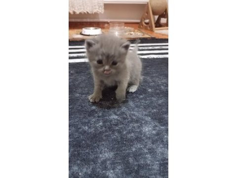 British shorthair minikler hazır