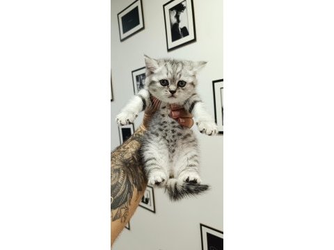 1 scottish fold ve 2 british longhair yavru kedilerim