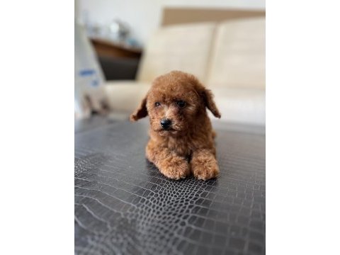 Toy poodle yavru