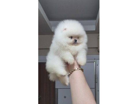 Üst kalite teacup ayıcık yüz pomeranian boo erkek