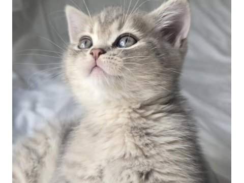 Bal gibi british longhair bebekler aile arıyor