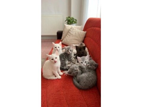 Bakmadan geçmeyin british shorthair yavrularımıza