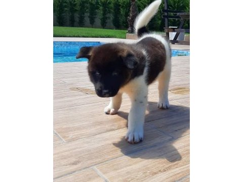 Amerikan akita ınu yavruları