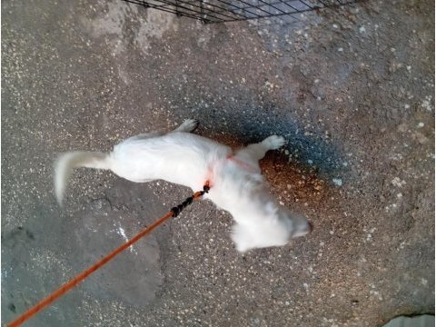 Maremma çoban köpeği