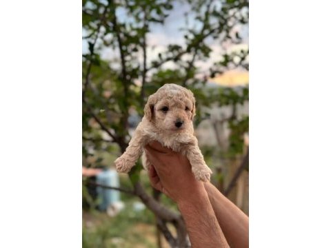 Sevimli maltipoo köpekler