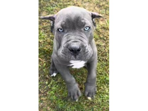 Atletik cane corso yavrular