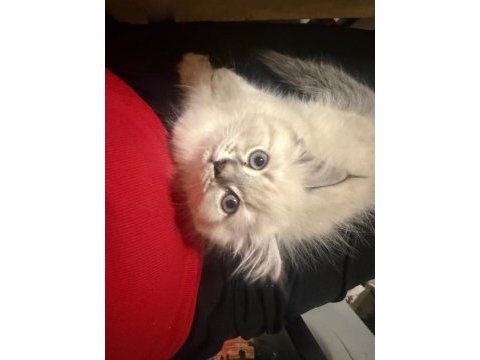 Muhteşem güzellik british shorthair blue point bebekler