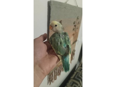 Sevda papağanı 2 aylık