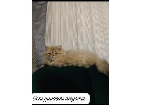 Tek kalan 3 aylık kedim