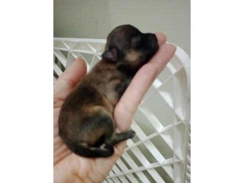 Fcı şecereli mini teacup pomeranian erkek yavrular