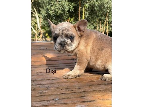 2 aylık üst kalite french bulldog bebekler
