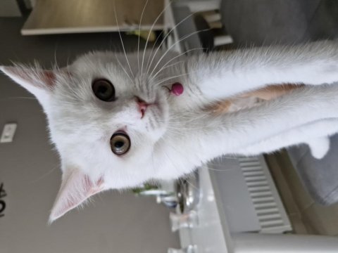 3 buçuk aylık british shorthair dişi