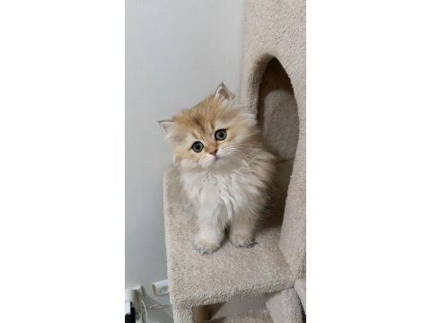 Ny 12 yavru british longhair kedilerimiz