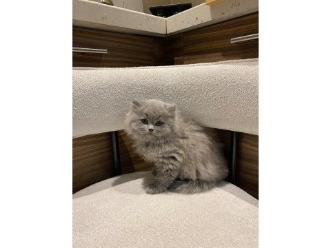 Blue british tricolor point silver bebekler