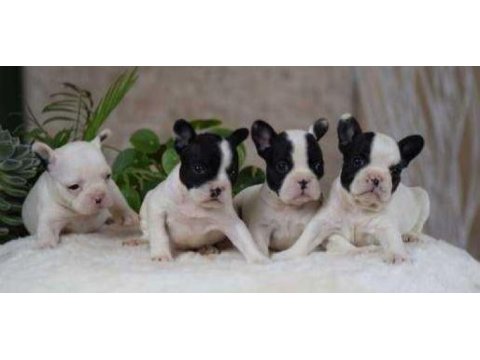 Elit patiler farkıyla french bulldog yavrular