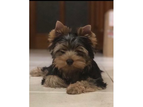 Wc eğitimli pasaportlu tea cup yorkshire terrier