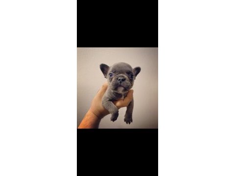 Irk standartlarında blue mavi gözlü french bulldog yavrular