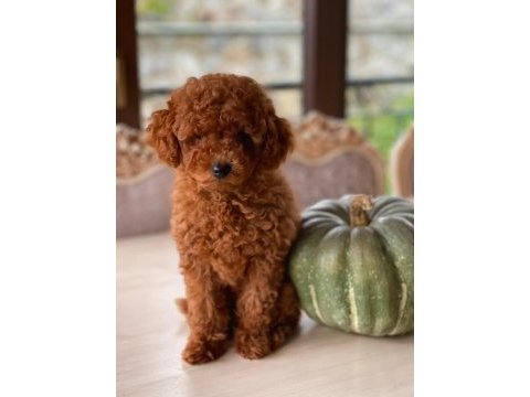 Sakarya toy poodle
