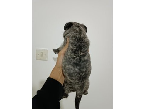 Hamburger surat pug yavruları