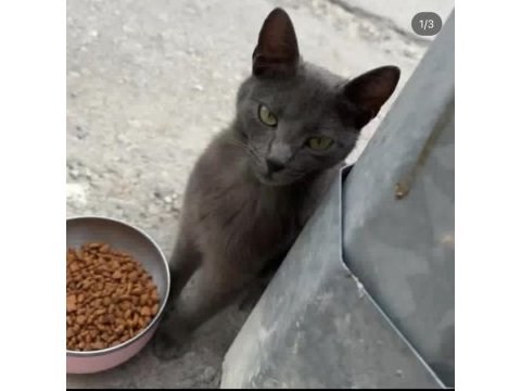 Russian blue tatlı mı tatlı kedimiz