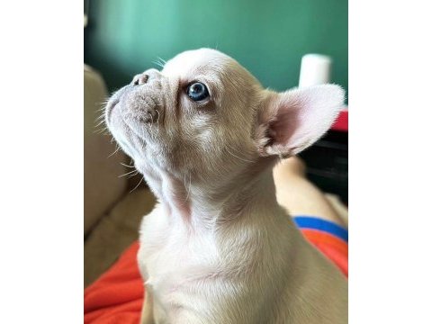 Balıkesir kaliteli french bulldog yavrular