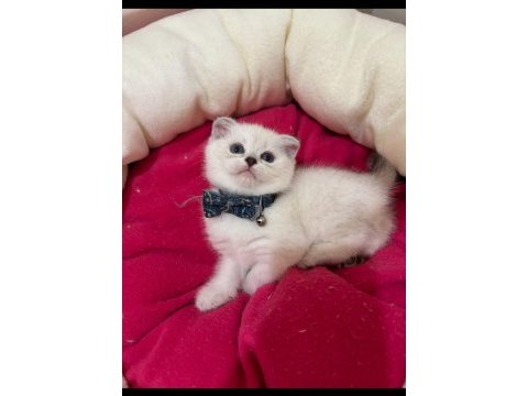 Scottish fold erkek yavrumuza yuva uyguna