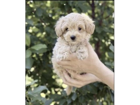 Toy poodle köpeğimiz