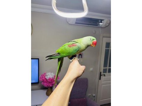 Jumbo boy bilezikli erkek yavru eğitmelik alexander