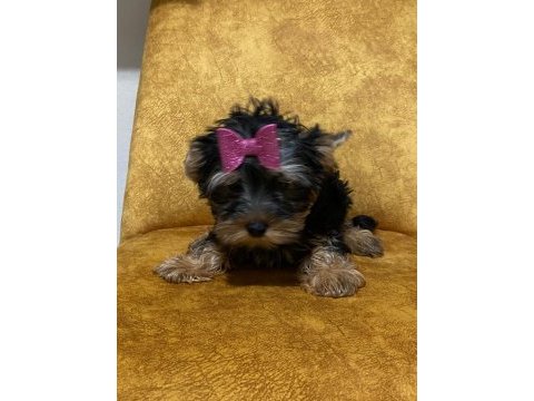 3 aylık dişi yorkshire terrier yavrular