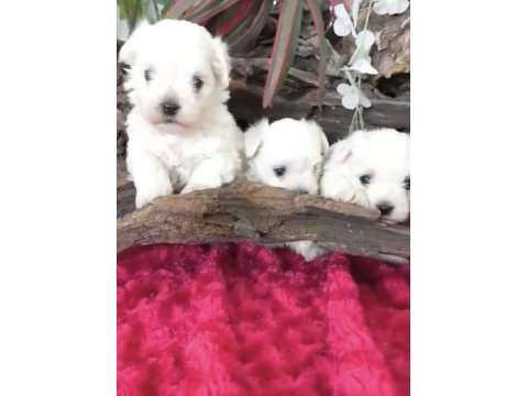 Maltese bebek köpekler