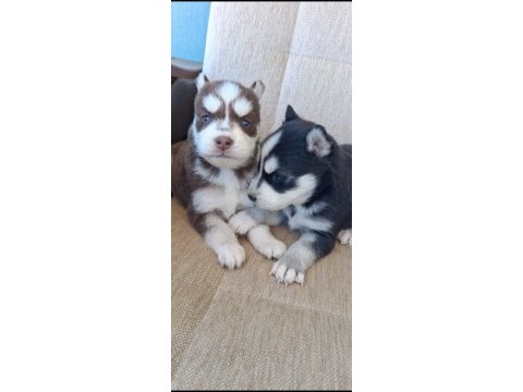 Safkan a kalite tam maske mavigöz husky yavrular