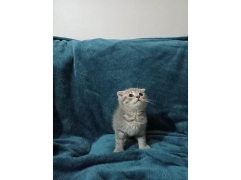 2 aylık kırık kulak scottish fold