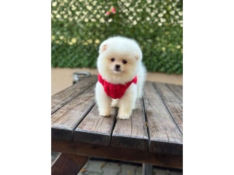 Yavru pomeranian boo