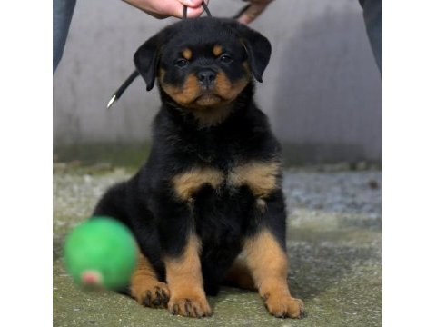 Rottweiler bebekler sağlık ve ırk garantili teslim