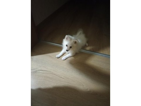 Sahibinden spitz 3 aylık