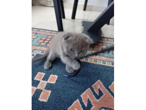 Scottish fold kedisi
