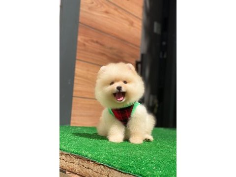Pomeranian boo teacup yavru bebekler