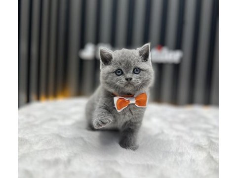 Muhteşem kül rengi british shorthair