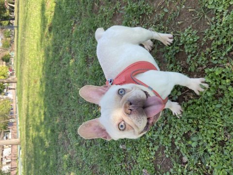 Lilac tan platinum dişi french bulldog
