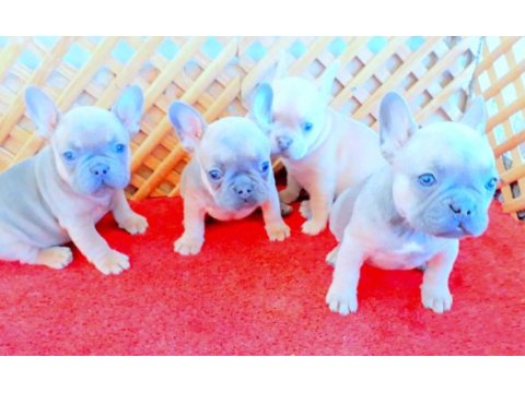Exotic compac blue quad french bulldog yavrular izmir