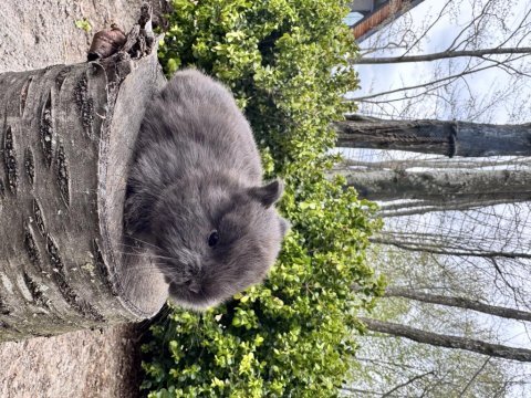 Süper netherland dwarf cüce tavşanlar