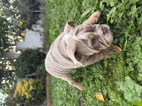 Türkiyenin en güzel renklerine sahip ingiliz bulldog