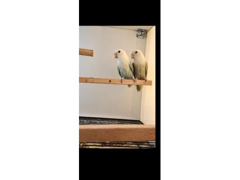 Üst vasıf mutasyon sevda papağanı takımlar kaçırmayın