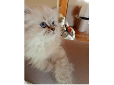 British longhair bebek 2 aylık