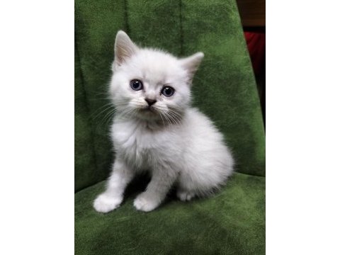 Sağlıklı british shorthair blue point yavrum