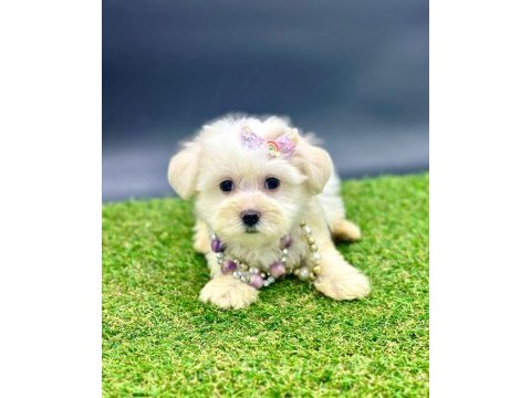 65 günlük dişi köpeğimiz