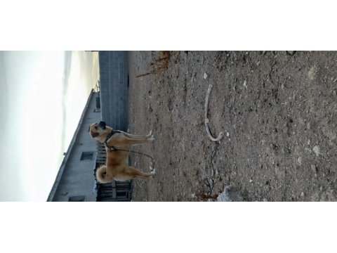 Sarı köpeğimiz
