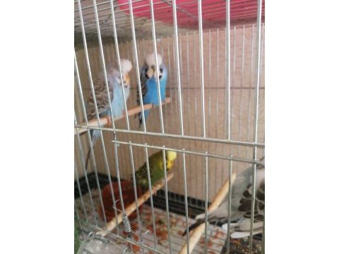 Kalite muhabbet kuşu beslemek isteyene