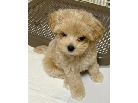 Mini maltipoo yavrularım